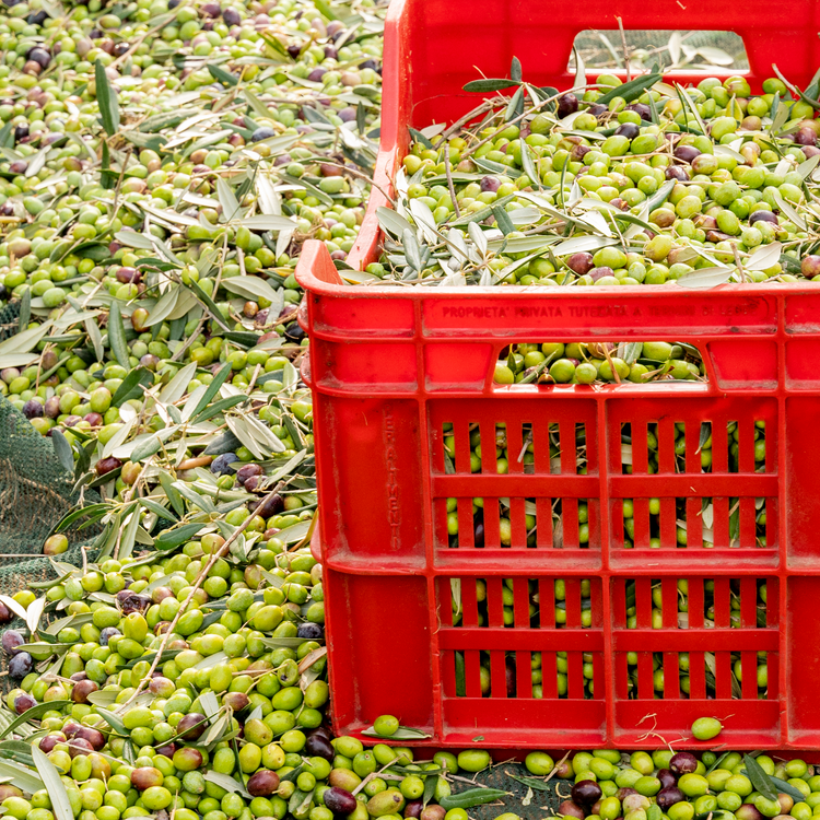 PRÉCOMMANDE - Huile d'olive vierge extra - Millésime 2025 Léonie - Bottiglia - 0,5L - OLIO DI SERRA