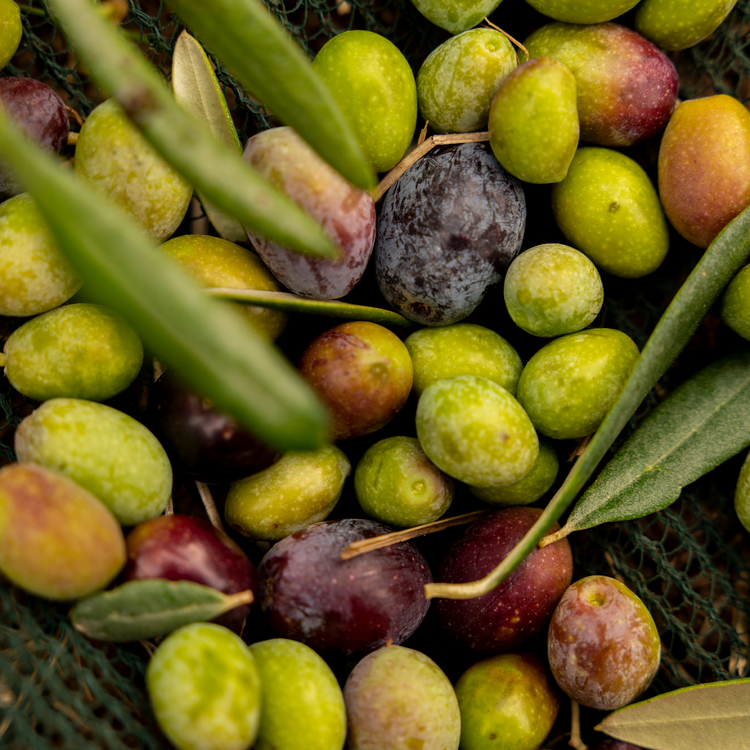 Huile d'olive vierge extra - OLIO DI SERRA x WHOOGY'S - 2025 - Bottiglia - 0,5L