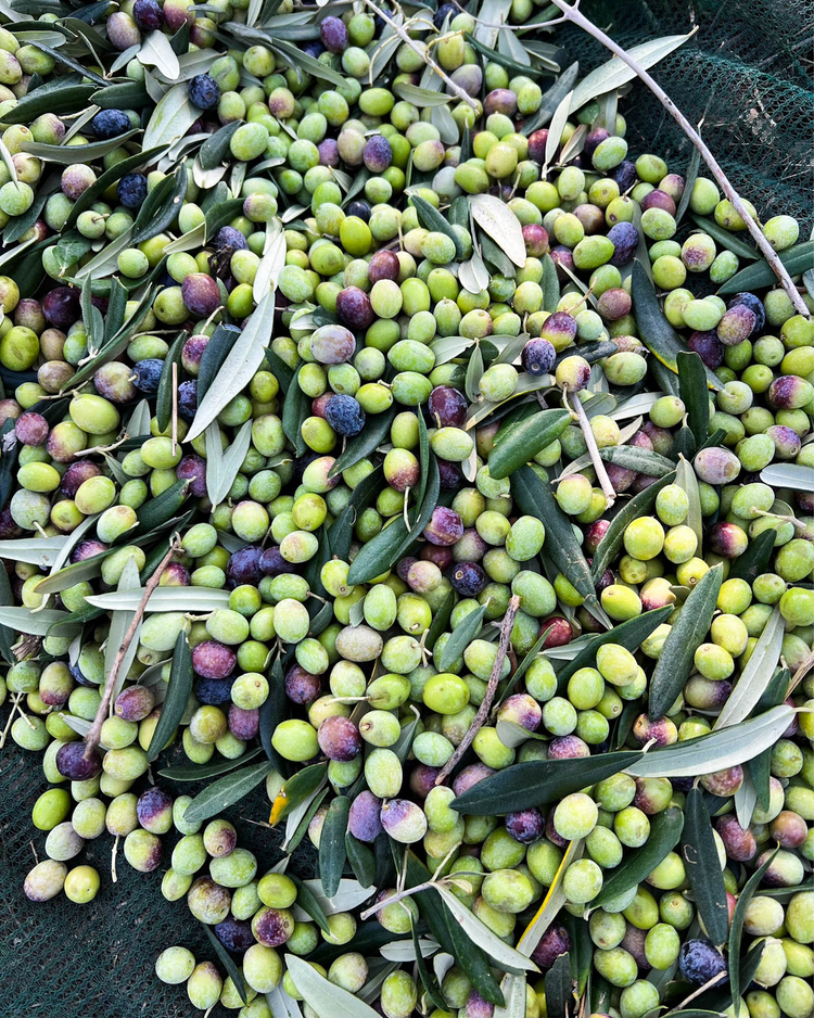 Huile d'olive vierge extra - Millésime 2024 - Mamma Patricia - Bottiglia - 0,5L - OLIO DI SERRA