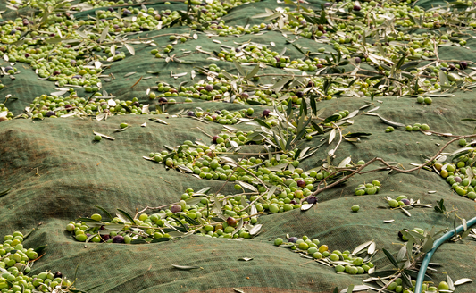 2025 - 11ÈME RÉCOLTE « DA OLIO DI SERRA ». 🫒