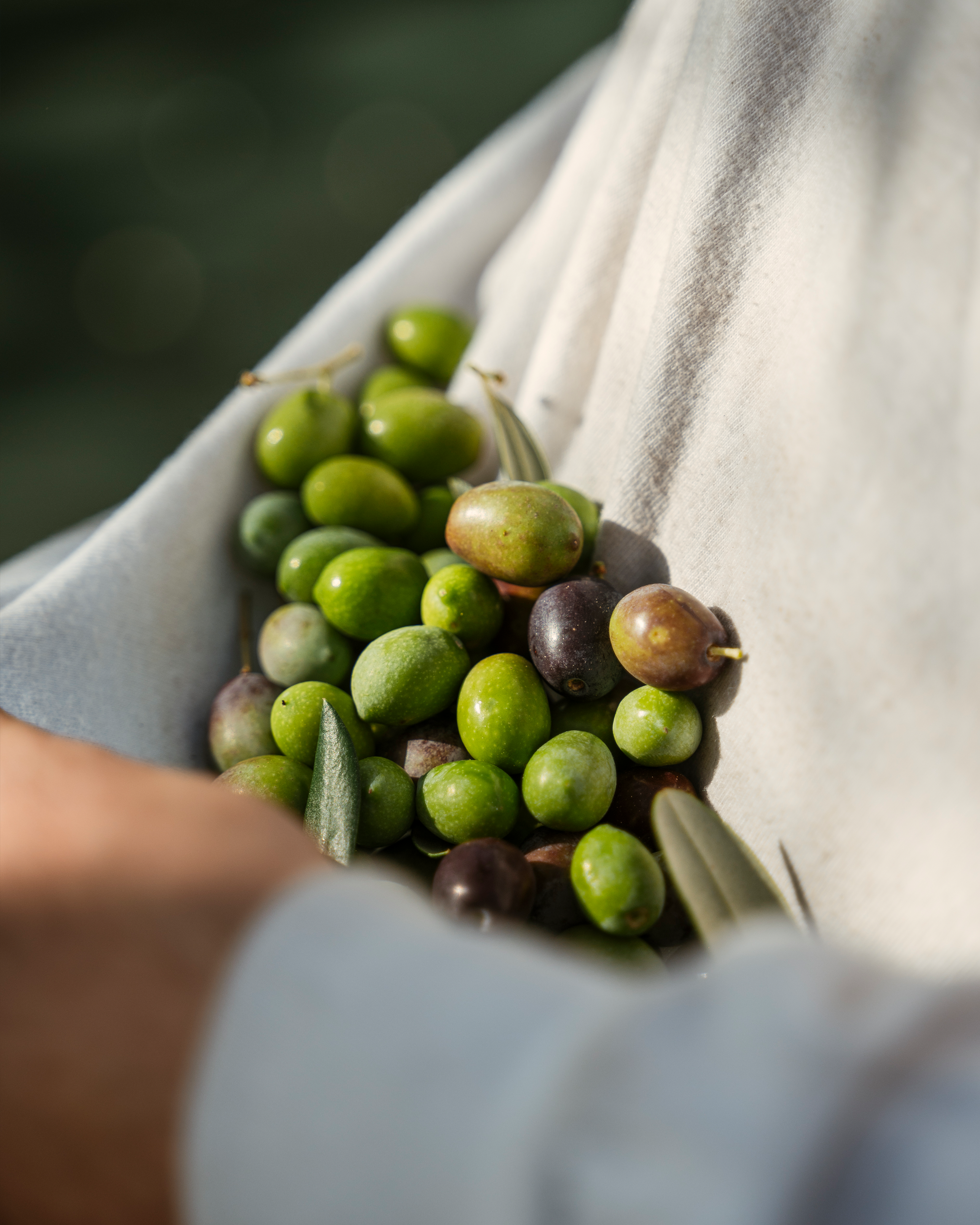 Coffret Cadeau : Huile d'olive extra vierge 2 X 250ml, 1 X BIO + 1 X  naturelle – mer des oliviers de Delphes